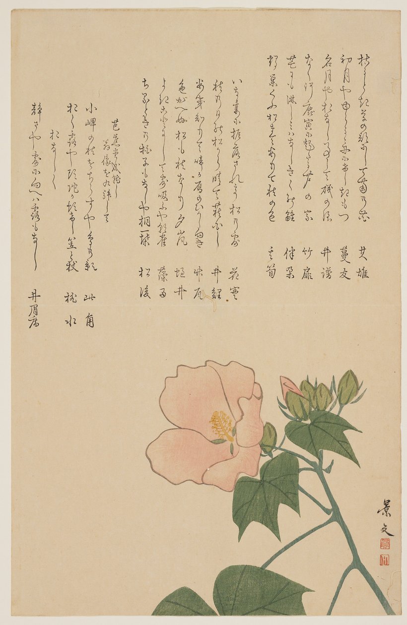 Confederate Rose, ca. 1818-1829 door John Thomas Barber Beaumont