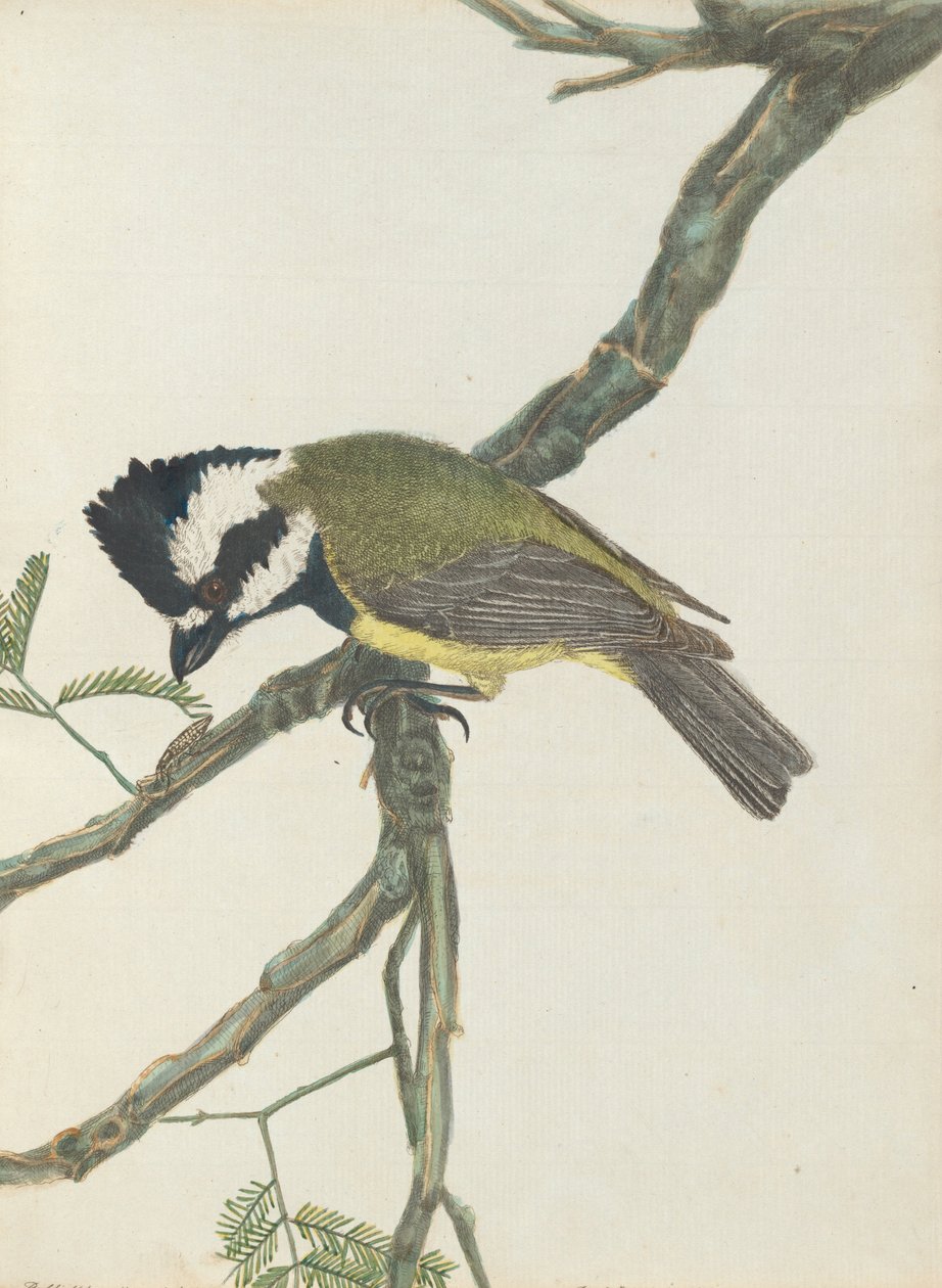 Kuifklauwier. Lewin, John. Vogels van New South Wales met hun natuurlijke geschiedenis. Sydney- G. Howe, 18... door John William Lewin