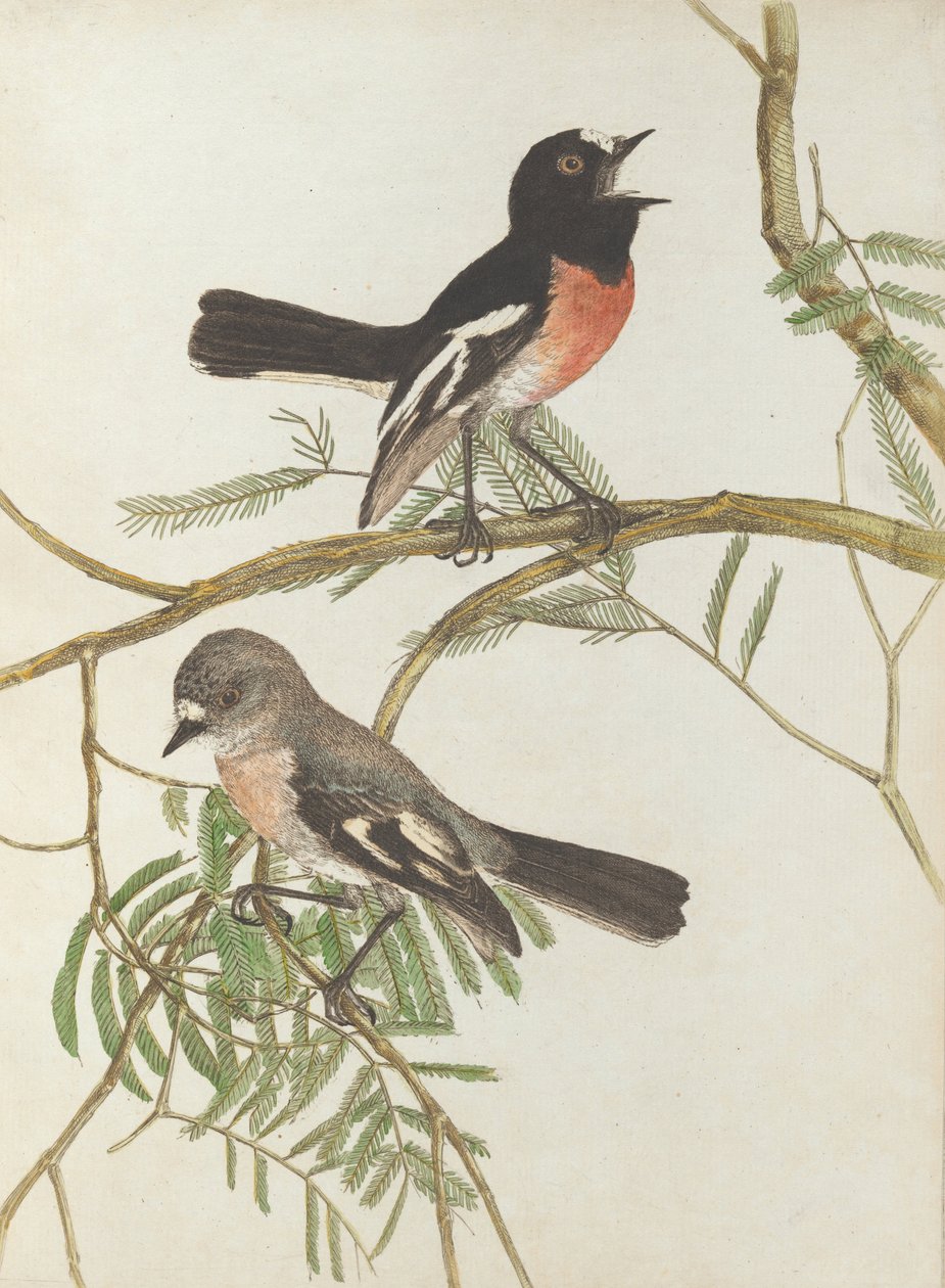 Roodborsttapuit. Lewin, John. Vogels van New South Wales met hun natuurlijke geschiedenis. Sydney- G. Howe... door John William Lewin