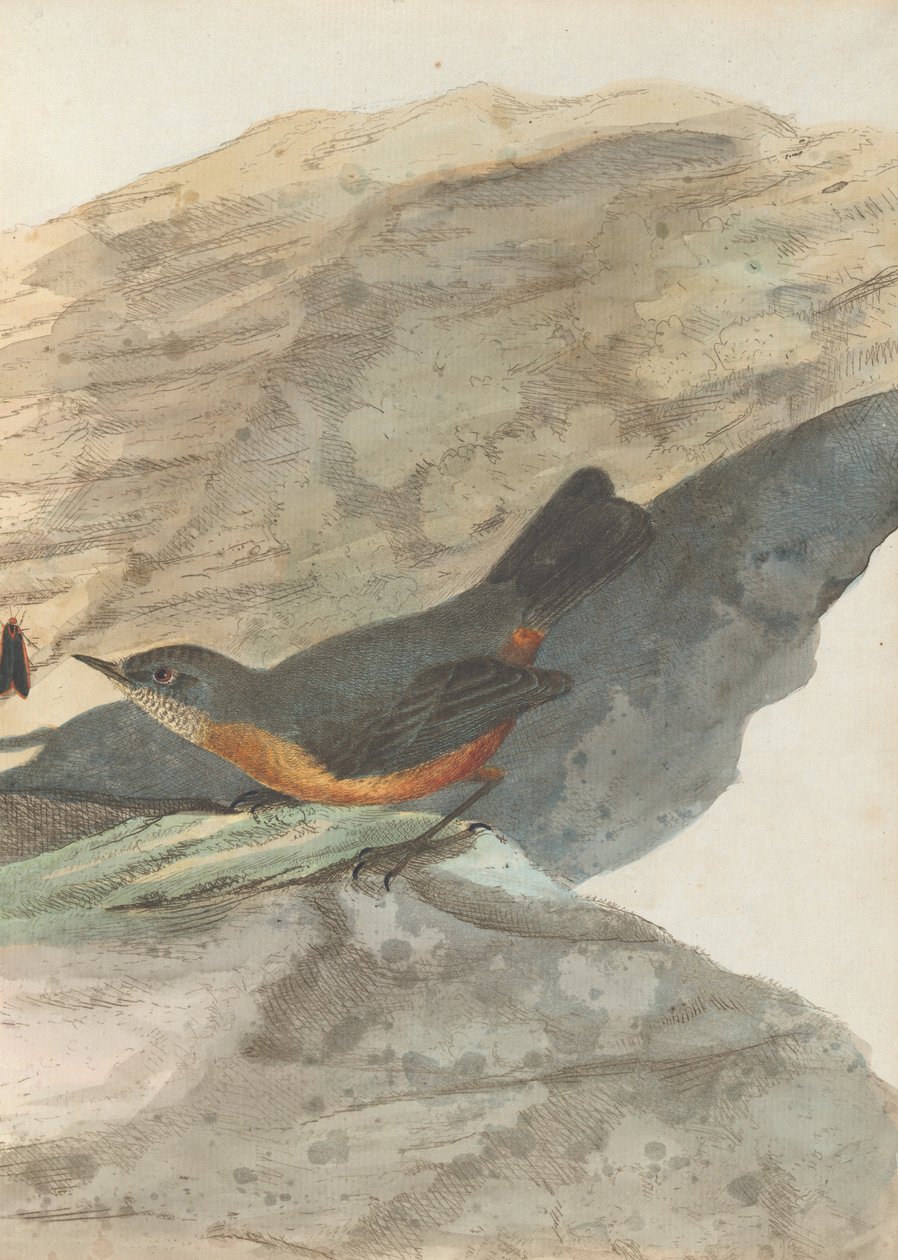 Rotszanger. Lewin, John. Vogels van New South Wales met hun natuurlijke geschiedenis. Sydney- G. Howe, 1813 door John William Lewin
