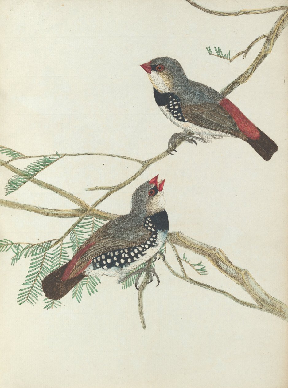 Gevlekte dikbek. Lewin, John. Vogels van New South Wales met hun natuurlijke geschiedenis. Sydney- G. Howe door John William Lewin