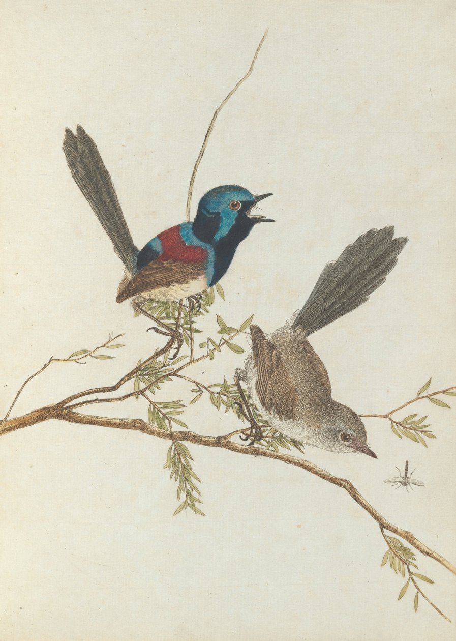 Bonte zanger. Lewin, John. Vogels van New South Wales met hun natuurlijke geschiedenis. Sydney - G. Howe... door John William Lewin