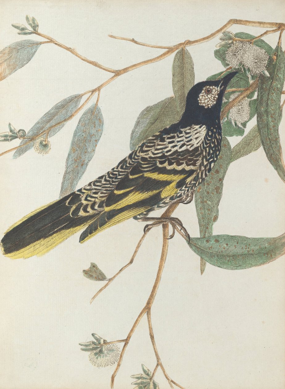 Wrattengezichtshoningzuiger. Lewin, John. Vogels van New South Wales met hun natuurlijke geschiedenis. Sydney- G. door John William Lewin