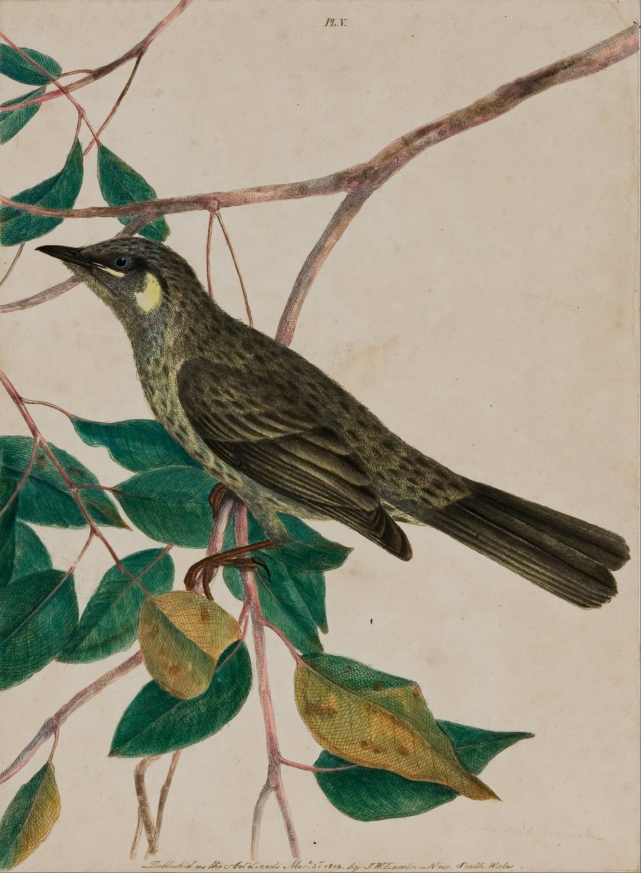 Geeloorhoningeter (Meliphaga chrysotis) door John William Lewin