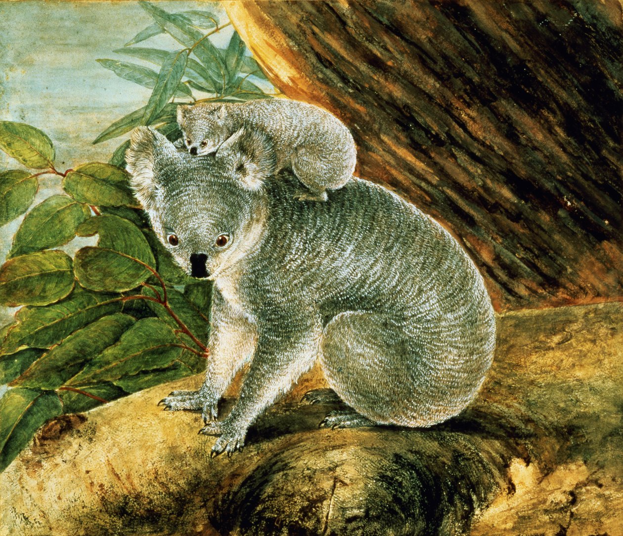 Koala en jong, 1803 door John William Lewin