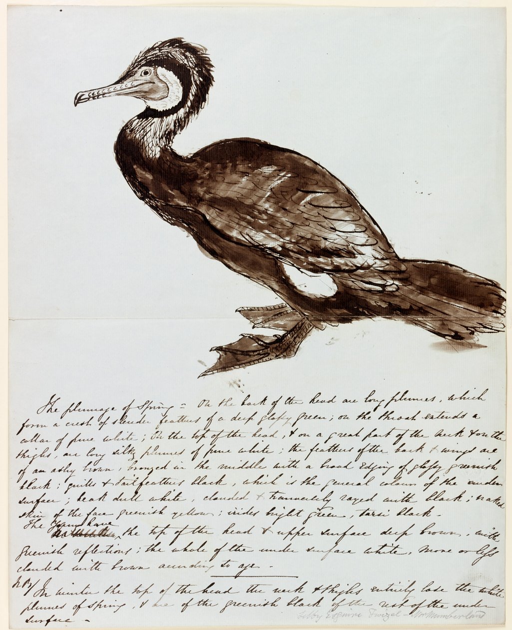 Aalscholver door John Wilson Carmichael