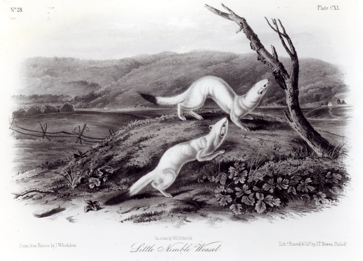 Kleine behendige wezel door John Woodhouse Audubon