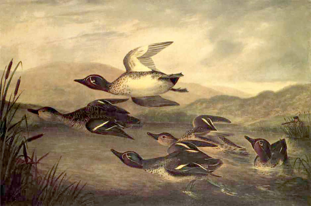 Wilde Eenden Stijgen Op, 1840 door John Woodhouse Audubon