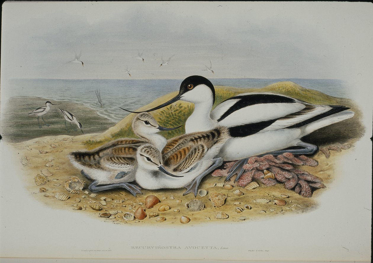 Kluut (Recurvirostra Avocetta) door John (after) Gould
