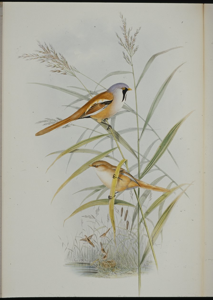 Baardman (Calamophilus Biarmicus) door John (after) Gould