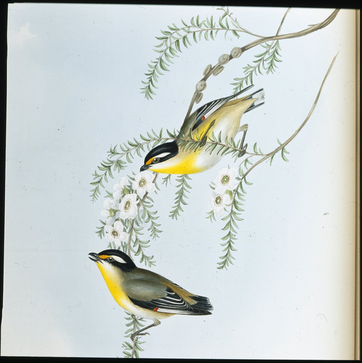 Zwartkop Pardalote door John (after) Gould