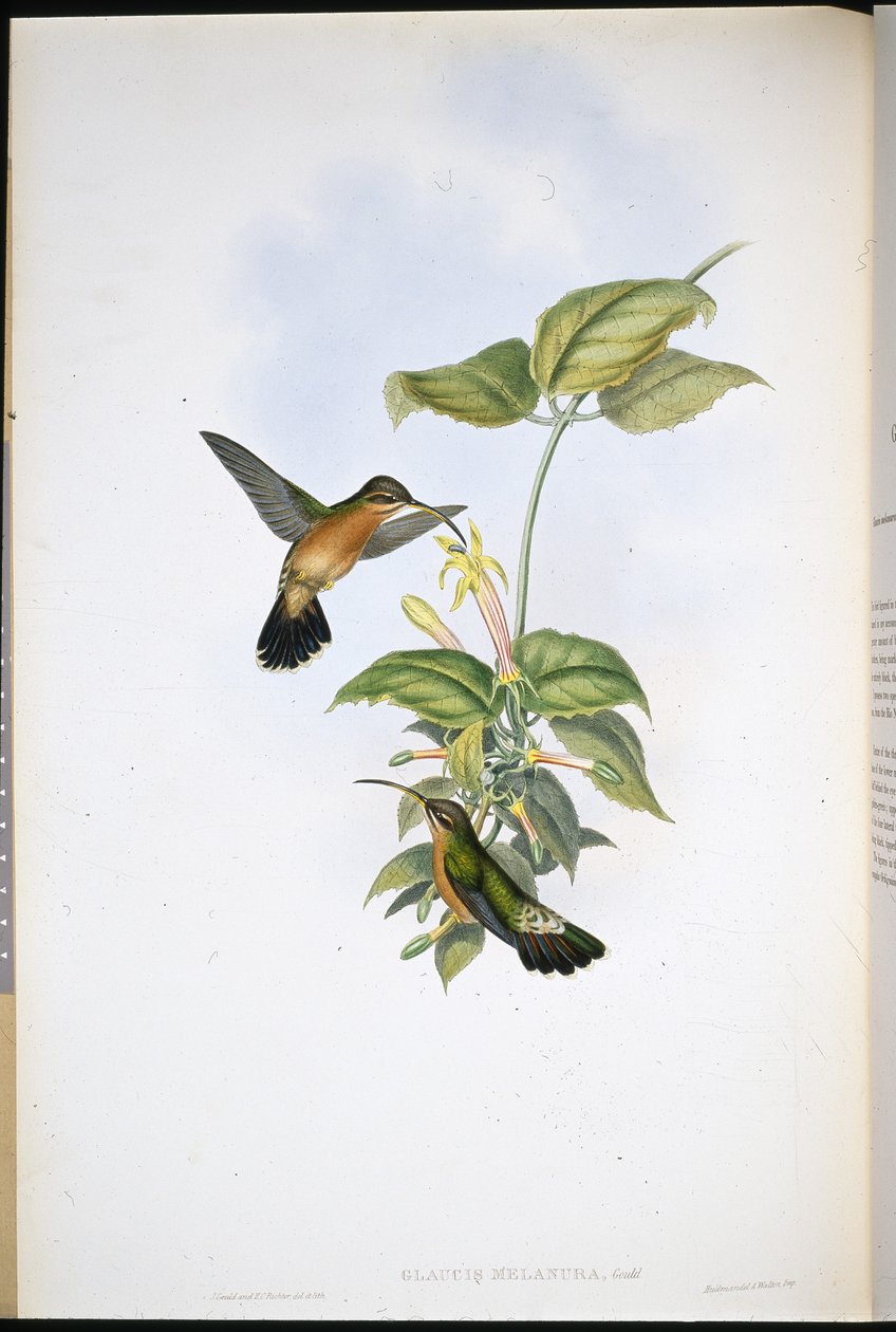 Zwartstaartheremiet door John (after) Gould