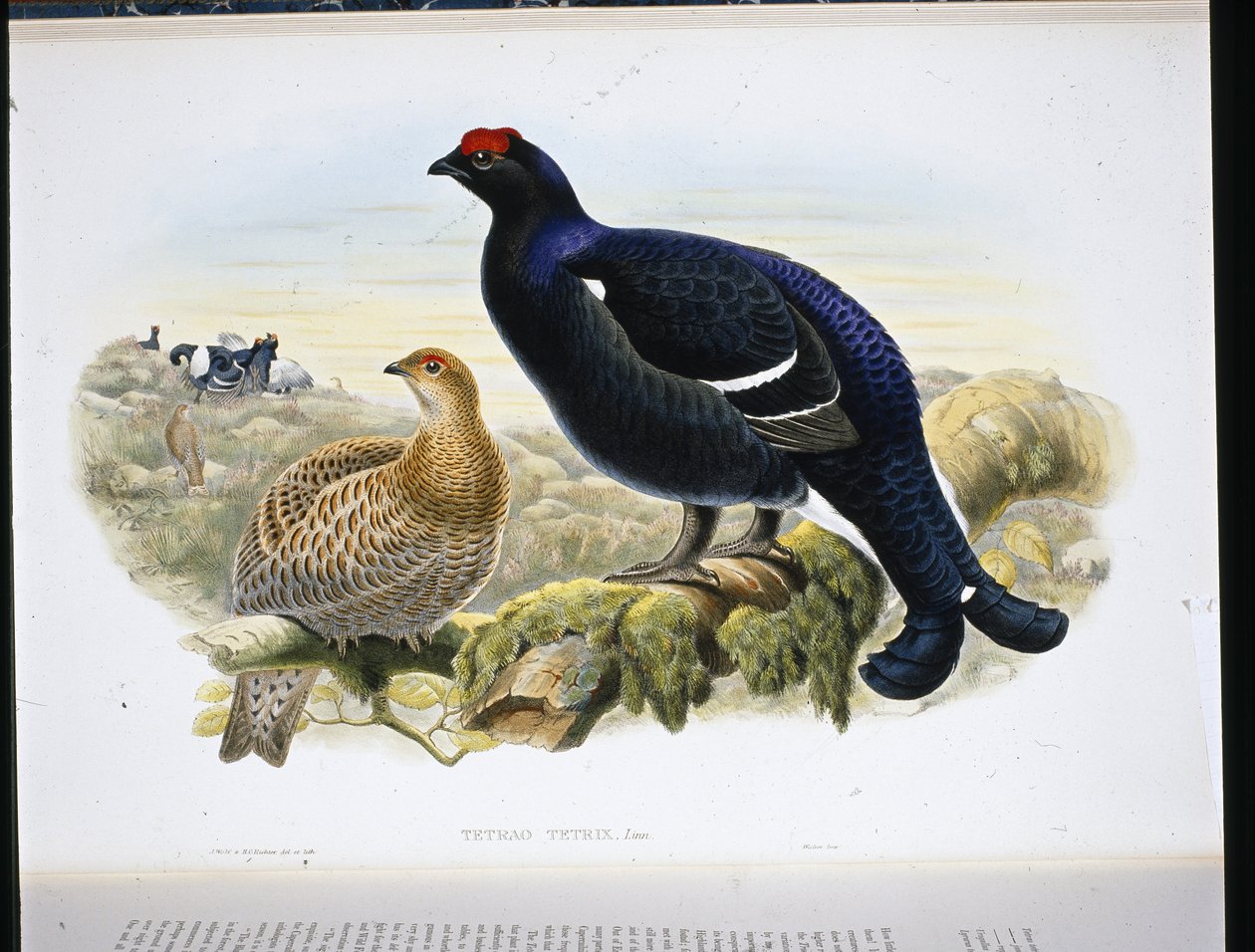 Korhoen (Tetrao Tetrix) door John (after) Gould