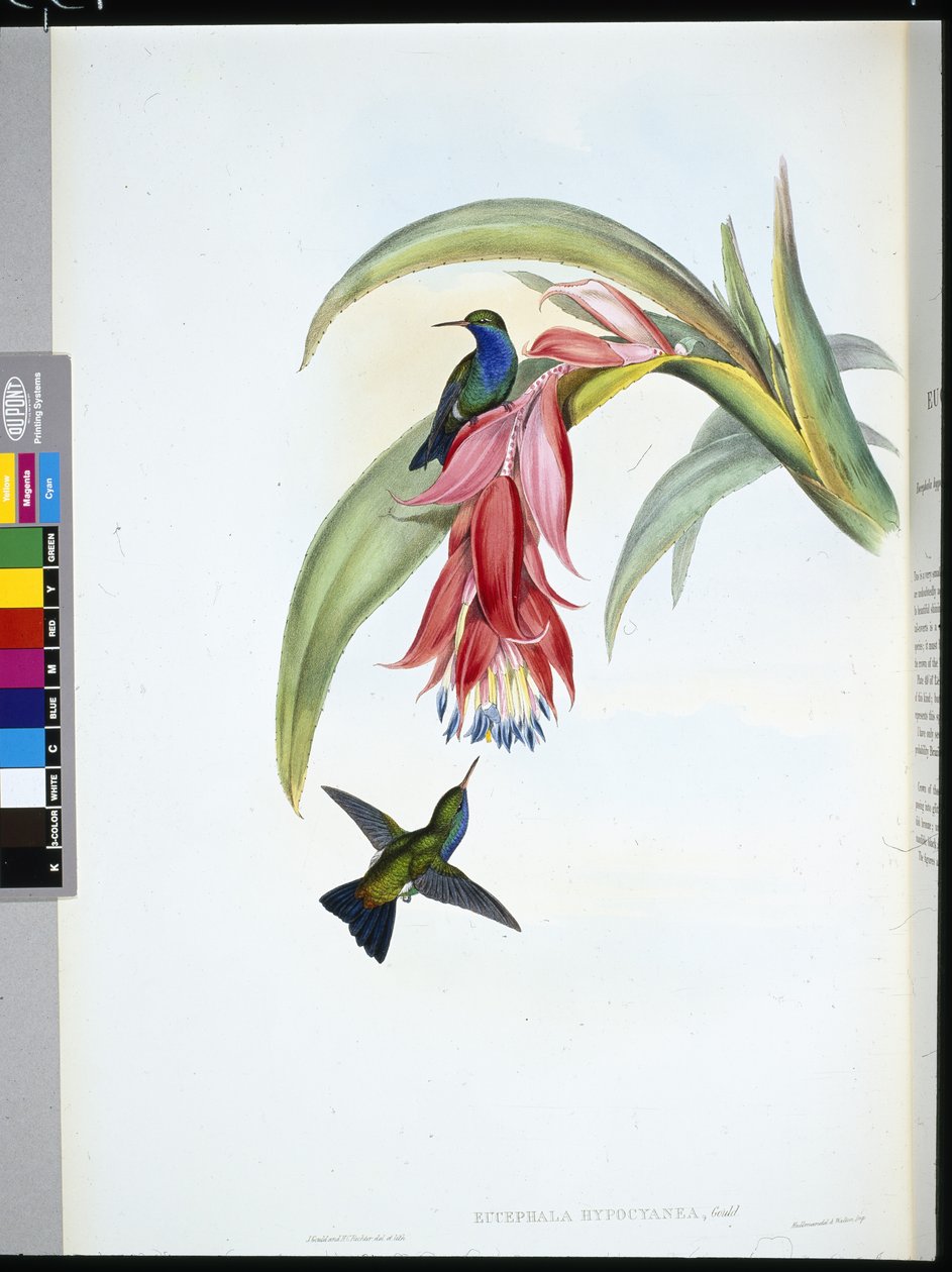 Blauwborst Saffier door John (after) Gould