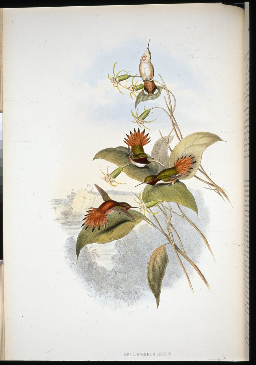 Blauwhoofdsaffier (eucephala grayi) door John (after) Gould
