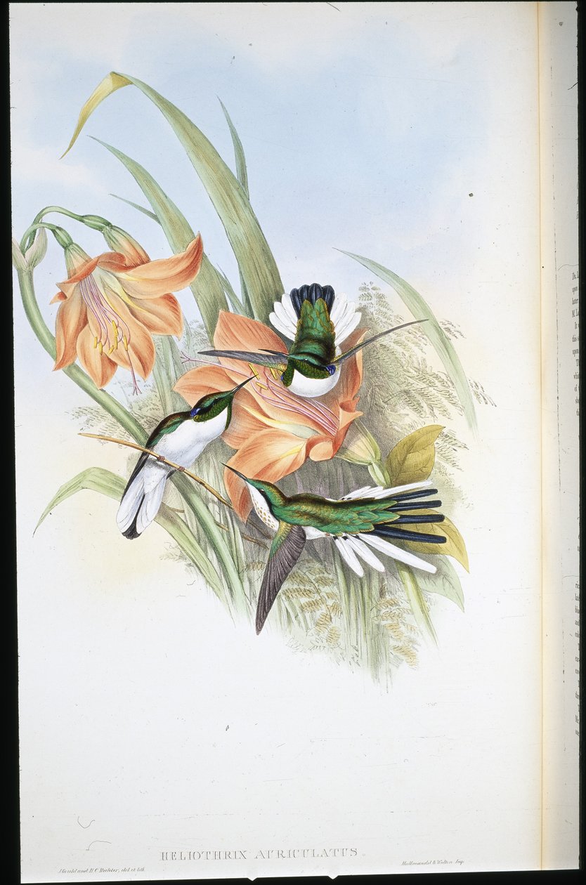 Braziliaanse Fee (Heliothrix Auriculatus) door John (after) Gould