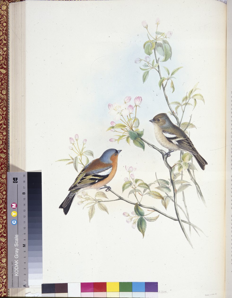 Vink (Fringilla Caelebs) door John (after) Gould