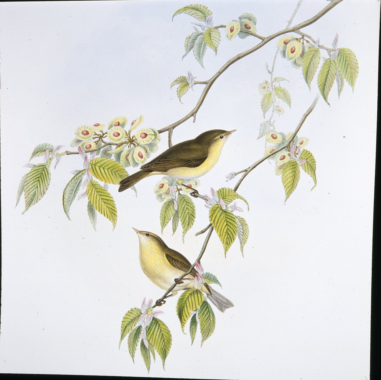 Tjiftjaf (Phyllopneuste Rufa) door John (after) Gould