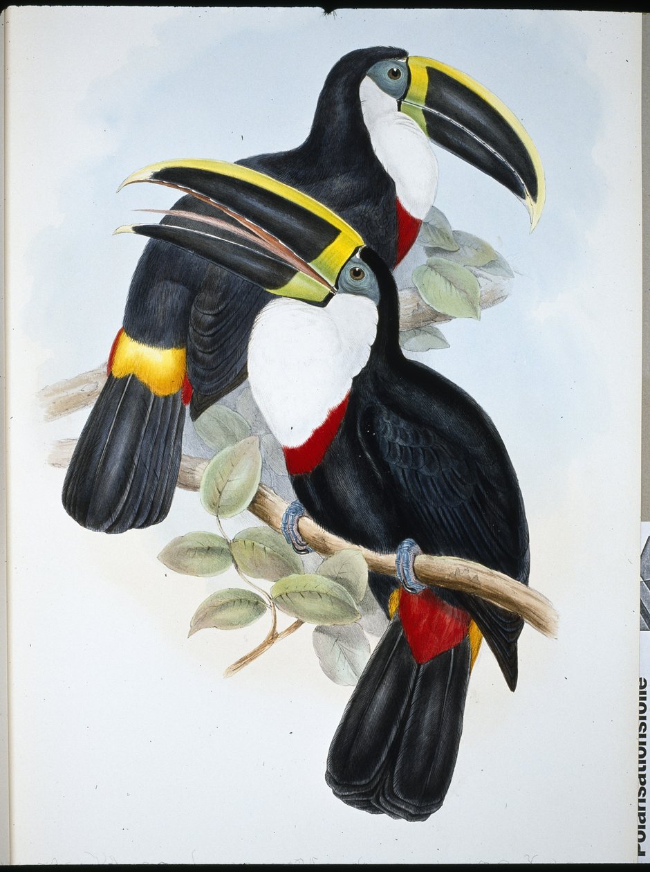 Culminated toekan (Ramphastos Culminatus) door John (after) Gould