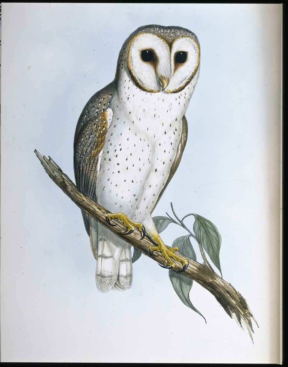 Delicate uil (Strix Delicatulis) door John (after) Gould