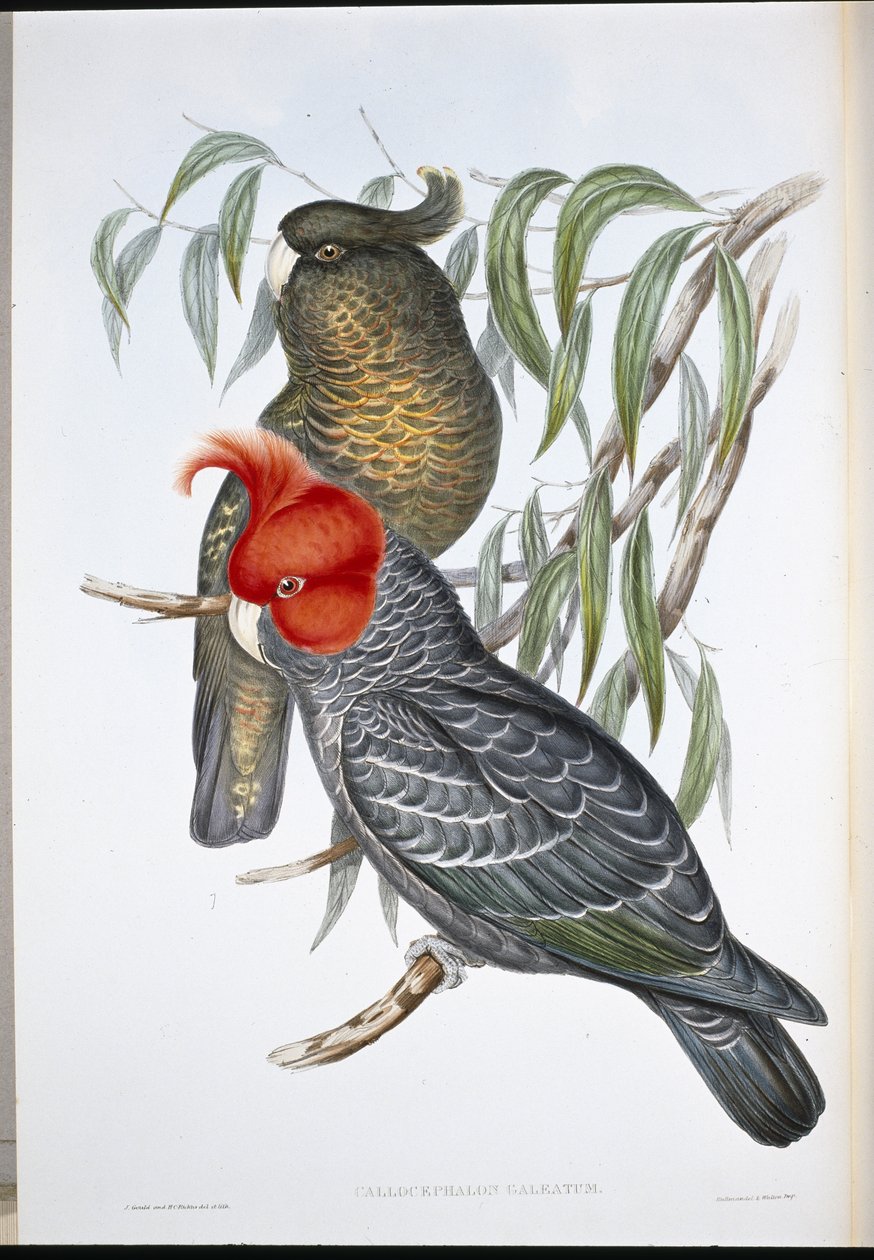 Gang-gang kaketoe (Callocephalon Galeatum) door John (after) Gould