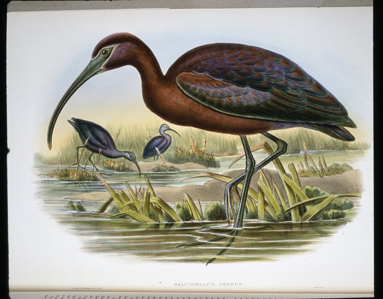 Glanzende Ibis door John (after) Gould