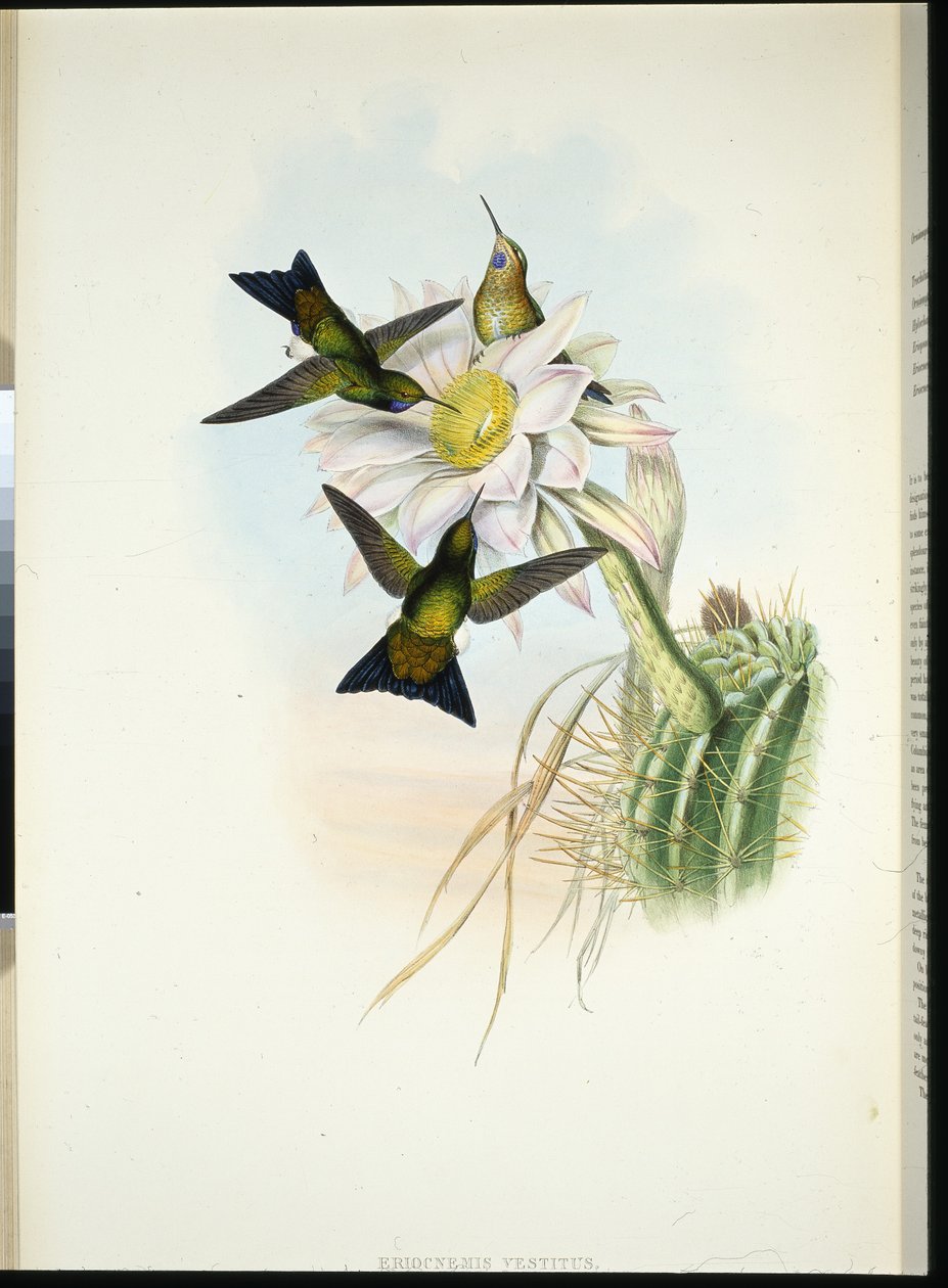 Gloeiende Pluim-been (Eriocnemis Vestitus) door John (after) Gould