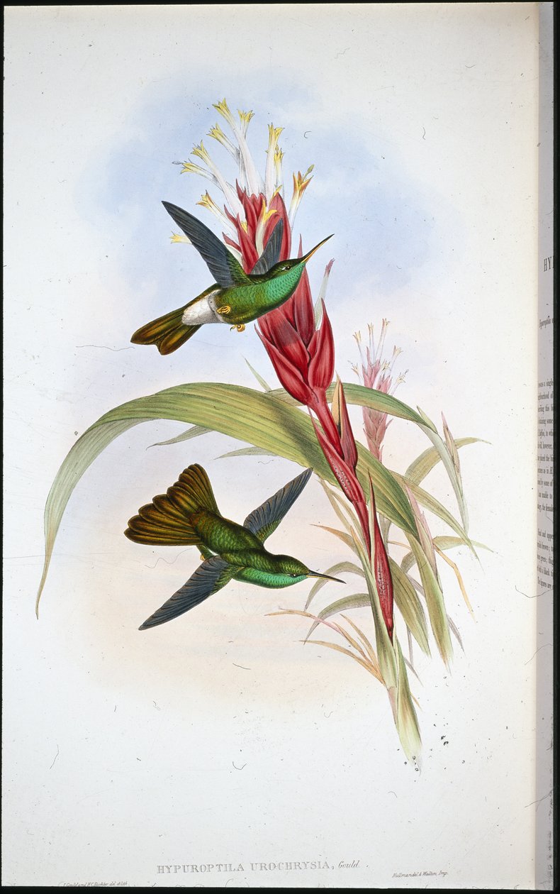 Goudstaart-pluimdrager (Hypuroptila Urochrysia) door John (after) Gould