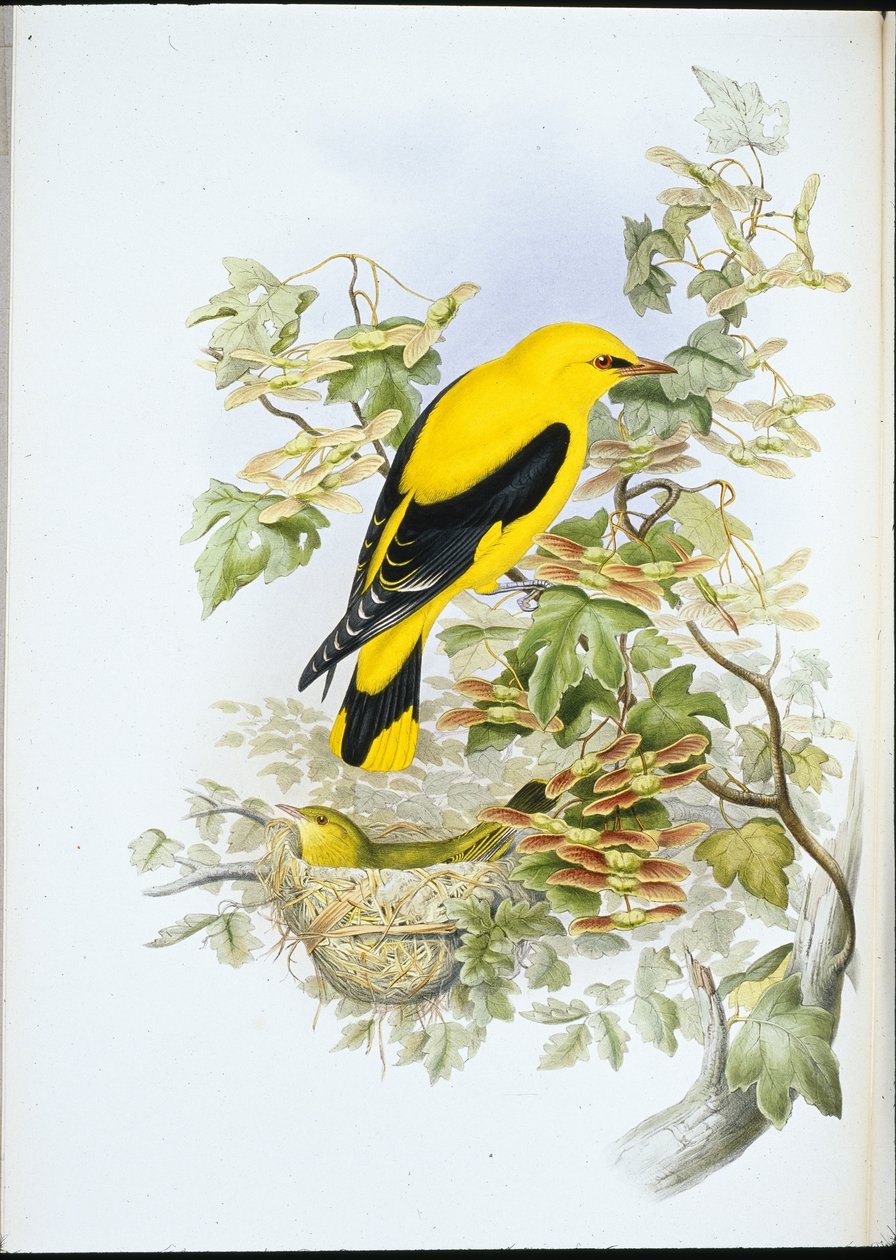 Wielewaal (Oriolus Galbula) door John (after) Gould