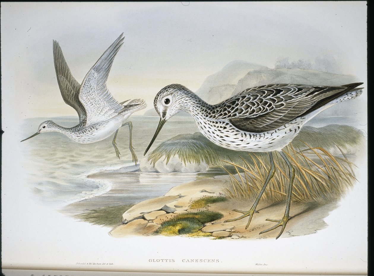 Groenpootruiter door John (after) Gould