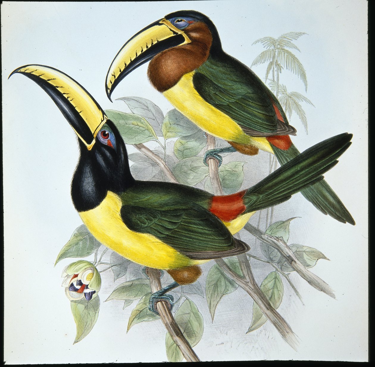 Humboldt