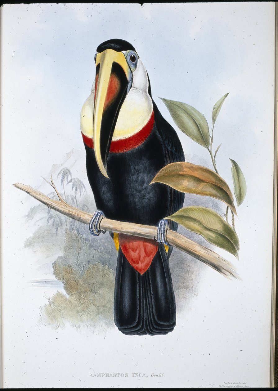 Inca Toekan door John (after) Gould