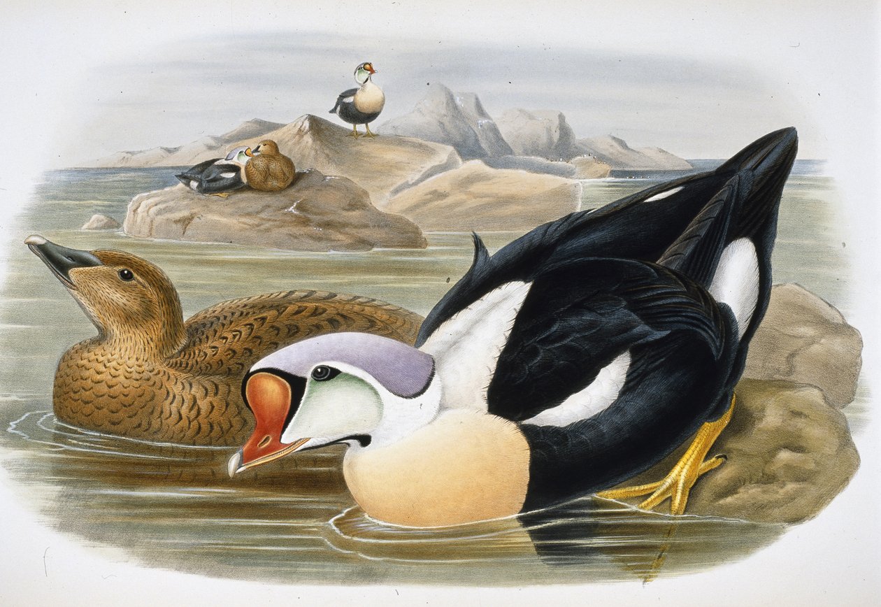 Koningseider (Somateria Spectabilis) door John (after) Gould
