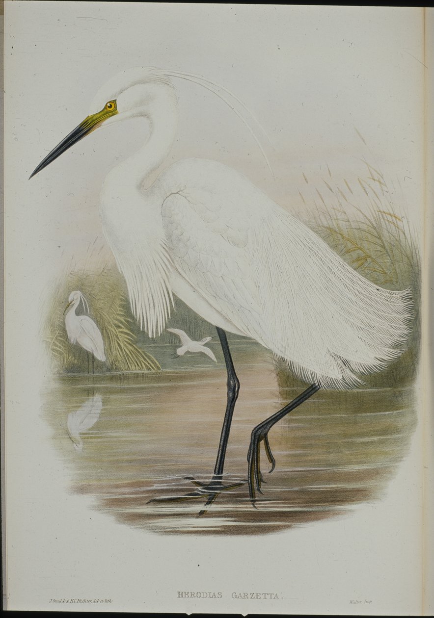 Kleine zilverreiger (Egretta Garzetta) door John (after) Gould