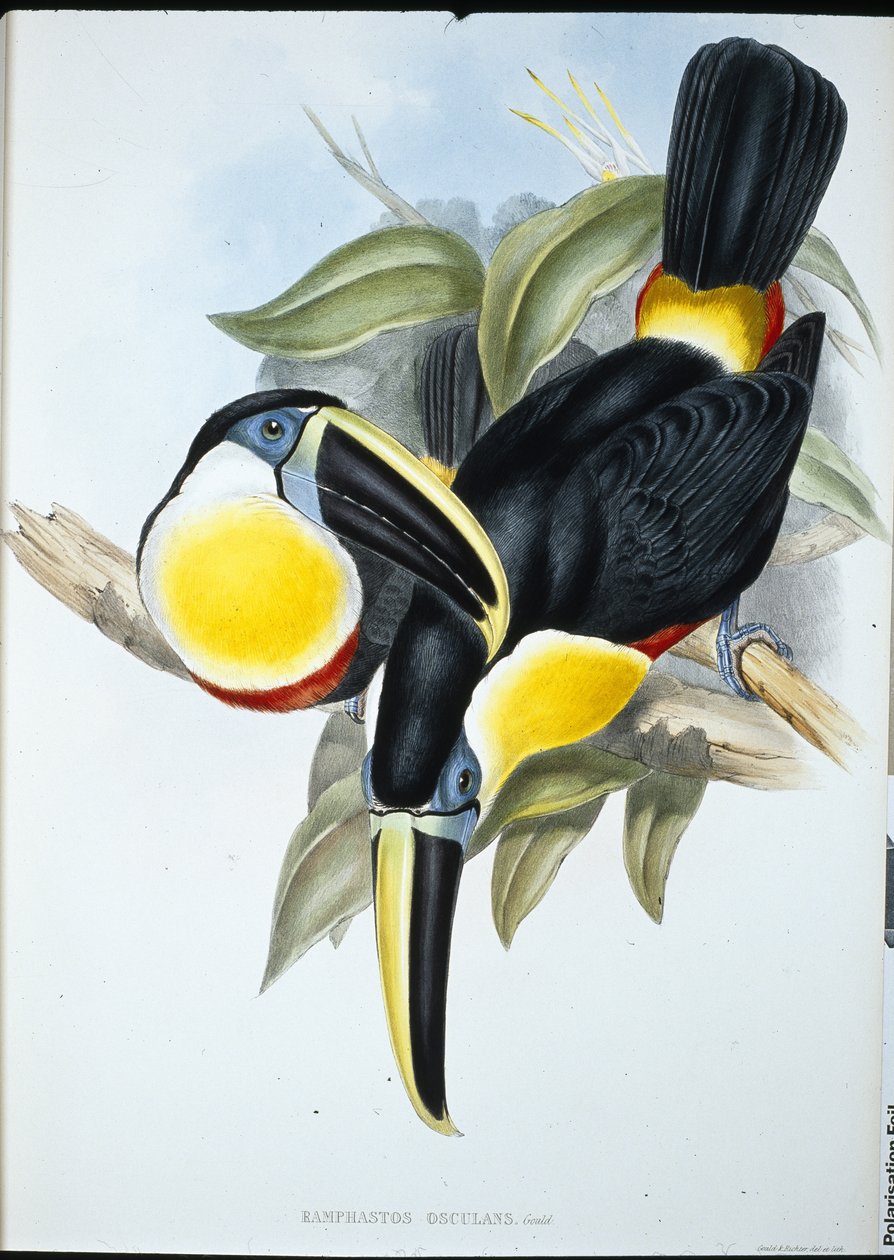 Osculerende toekan door John (after) Gould