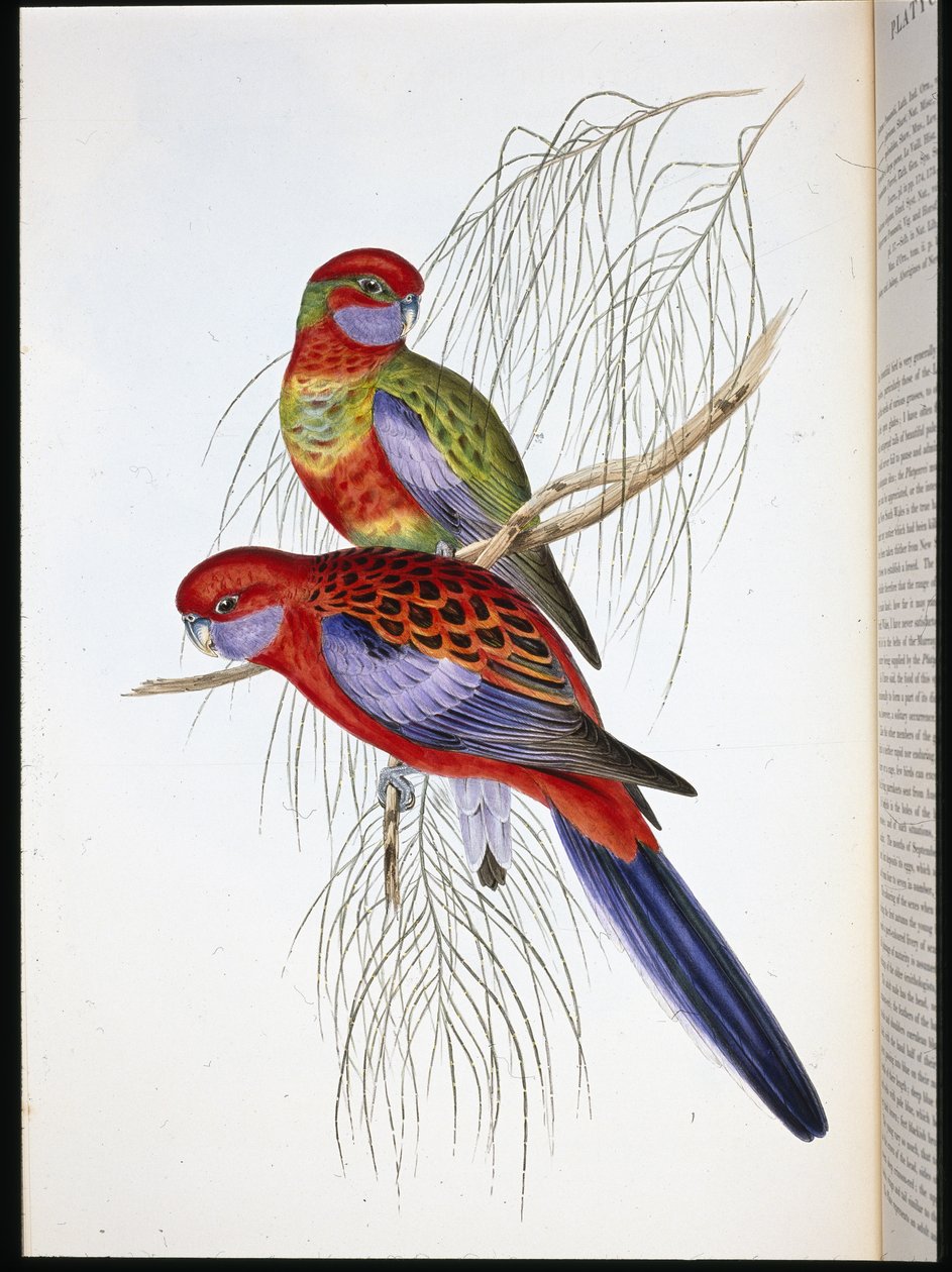 Platycercus pennantii door John (after) Gould