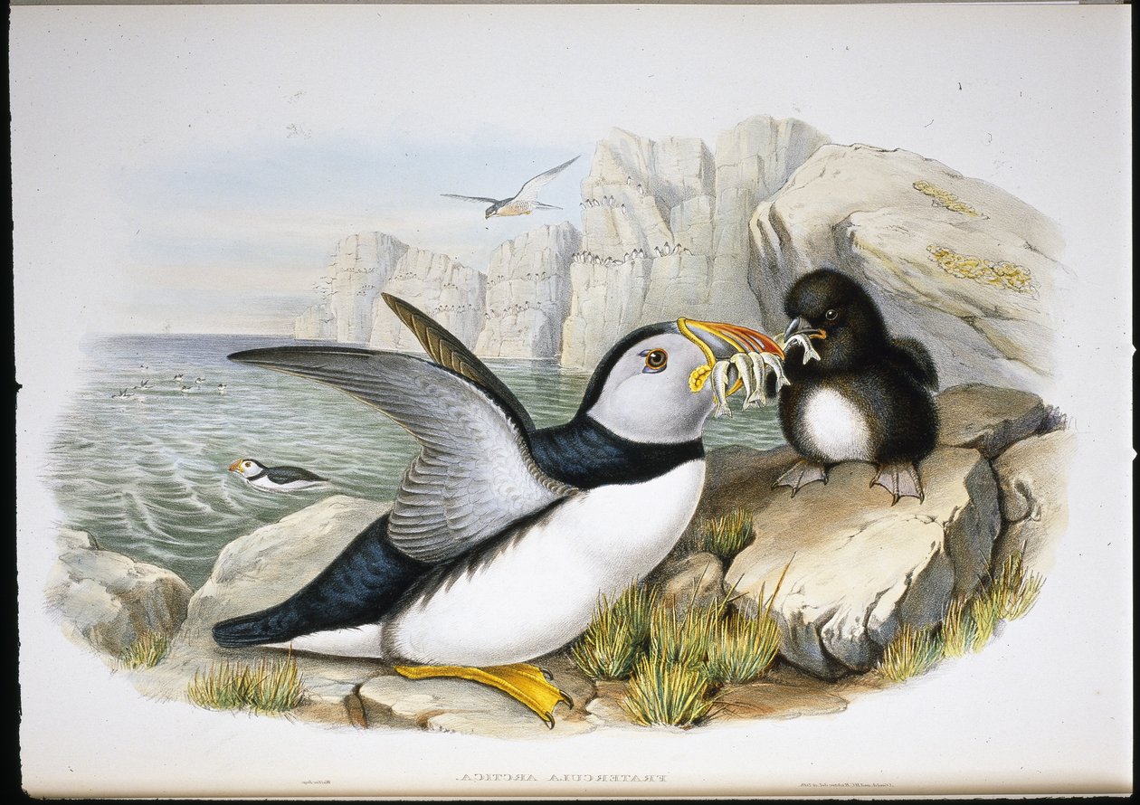Papegaaiduiker (Fratercula Arctica) door John (after) Gould