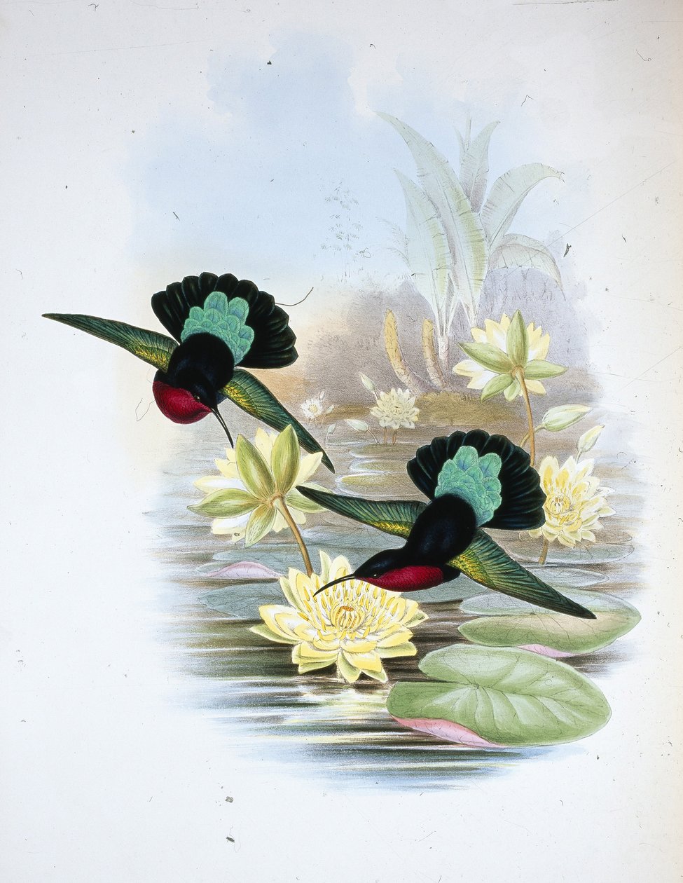 Purperborstcarib door John (after) Gould