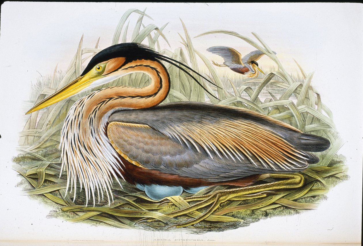 Purperreiger door John (after) Gould