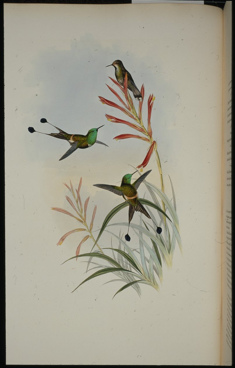 Racketstaart door John (after) Gould