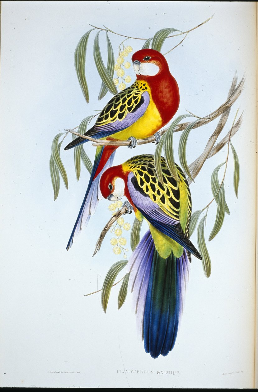 Rozenbekt parkiet (Platycercus Eximius) door John (after) Gould