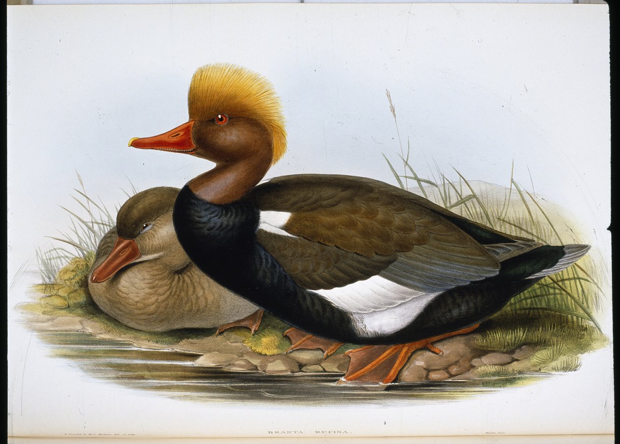 Slobeend door John (after) Gould
