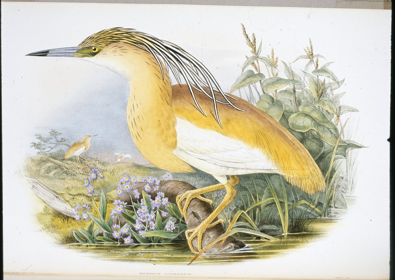 Ralreiger (Buphus Comatus) door John (after) Gould