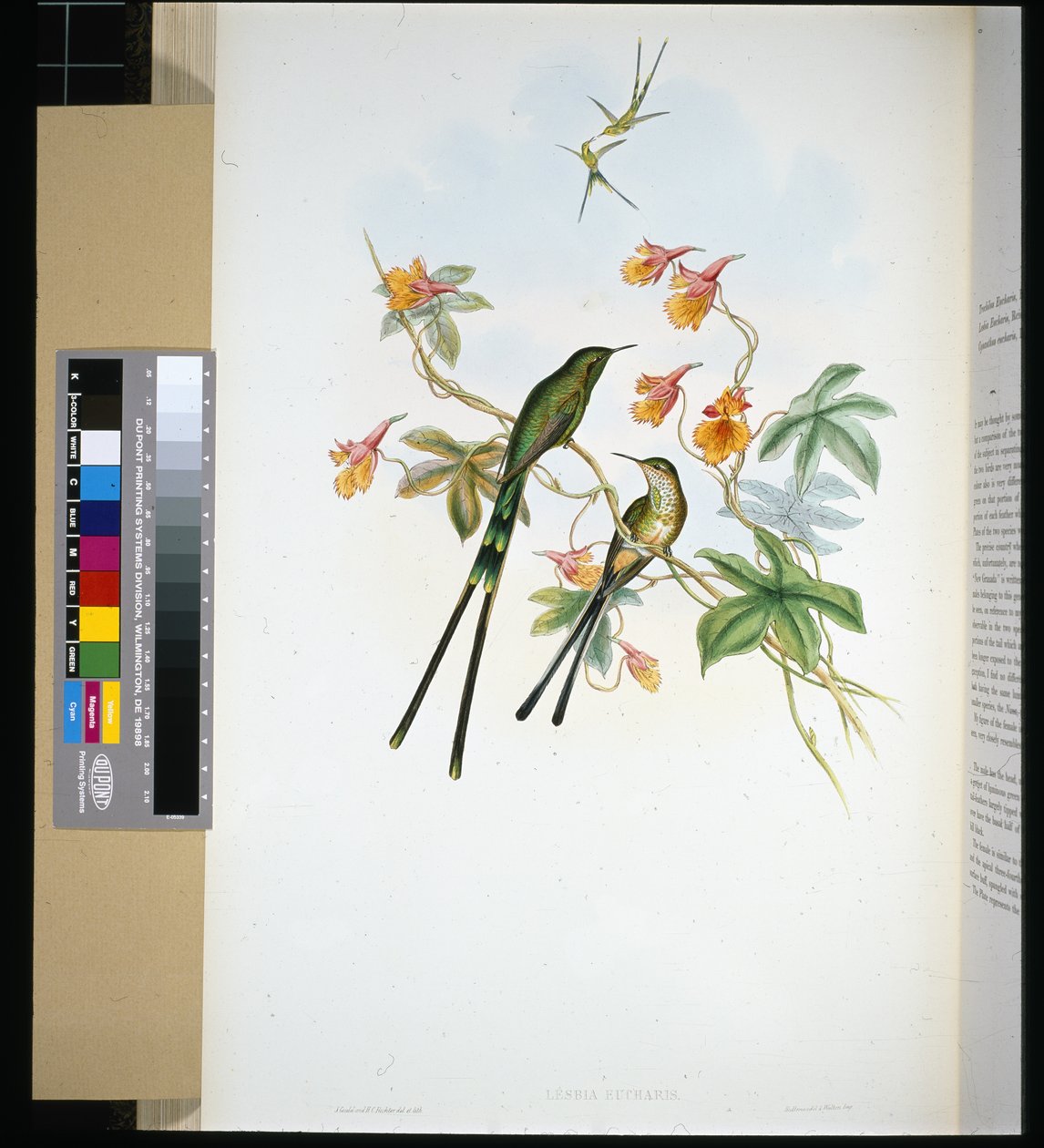 Treindrager (lesbia eucharis) door John (after) Gould