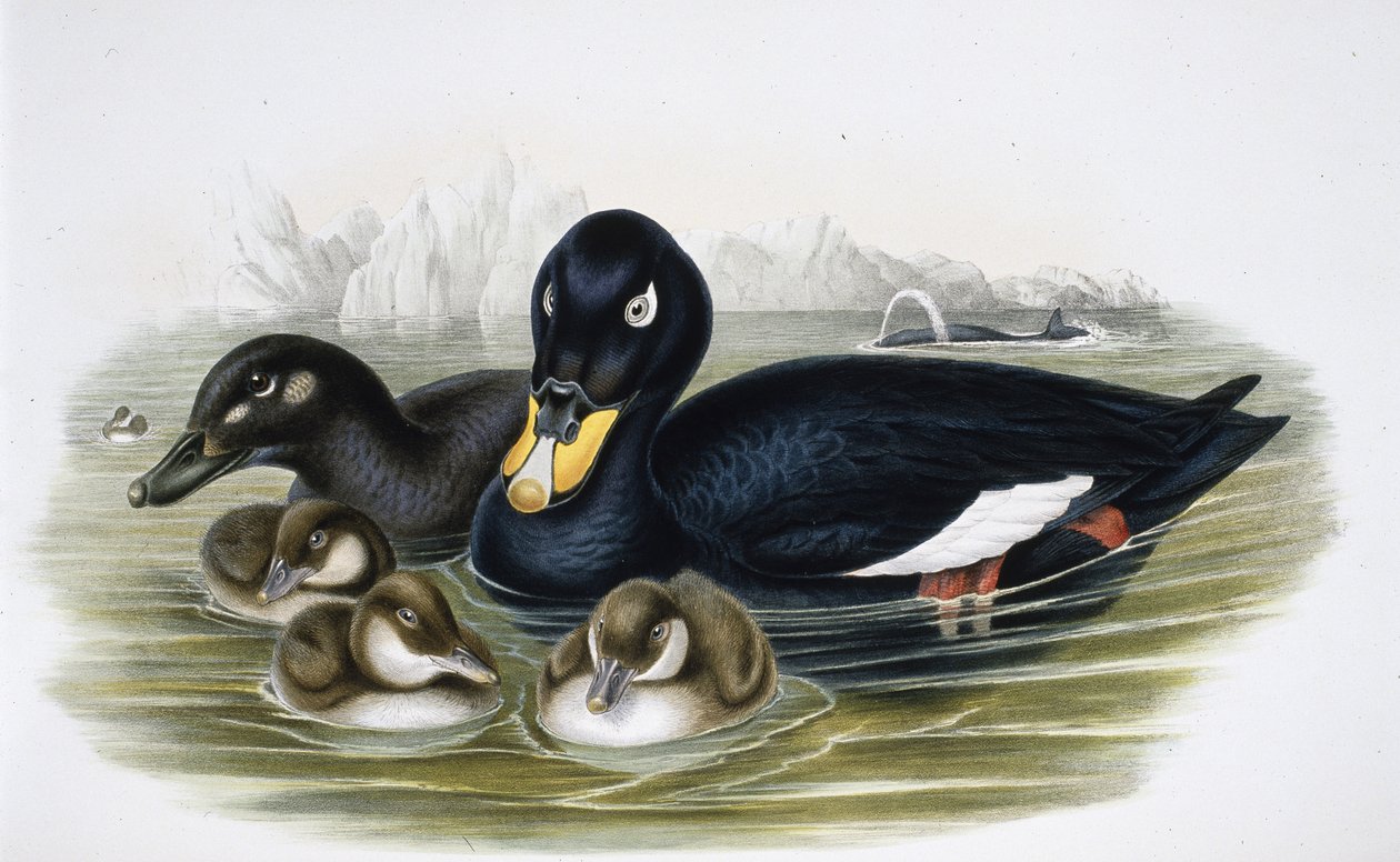 Fluweelduiker door John (after) Gould