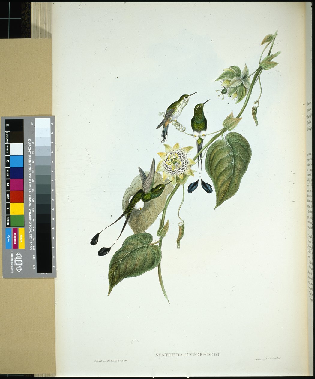 Witlaars-racketstaart (spathura Underwoodi) door John (after) Gould