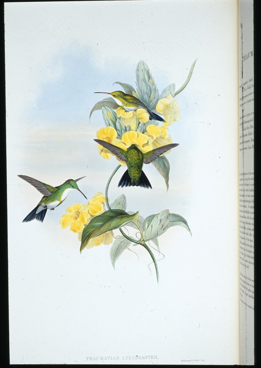 Witkeelsmaragd (Thaumatias Leucogaster) door John (after) Gould