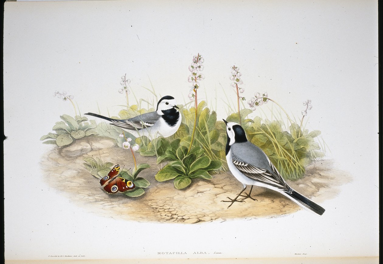 Witte Kwikstaart door John (after) Gould