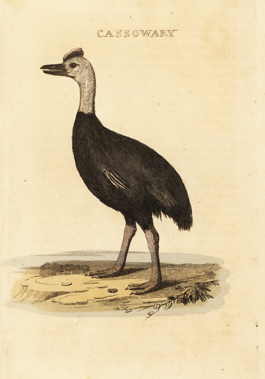 Zuidelijke kasuaris, Casuarius casuarius door John (after) Latham