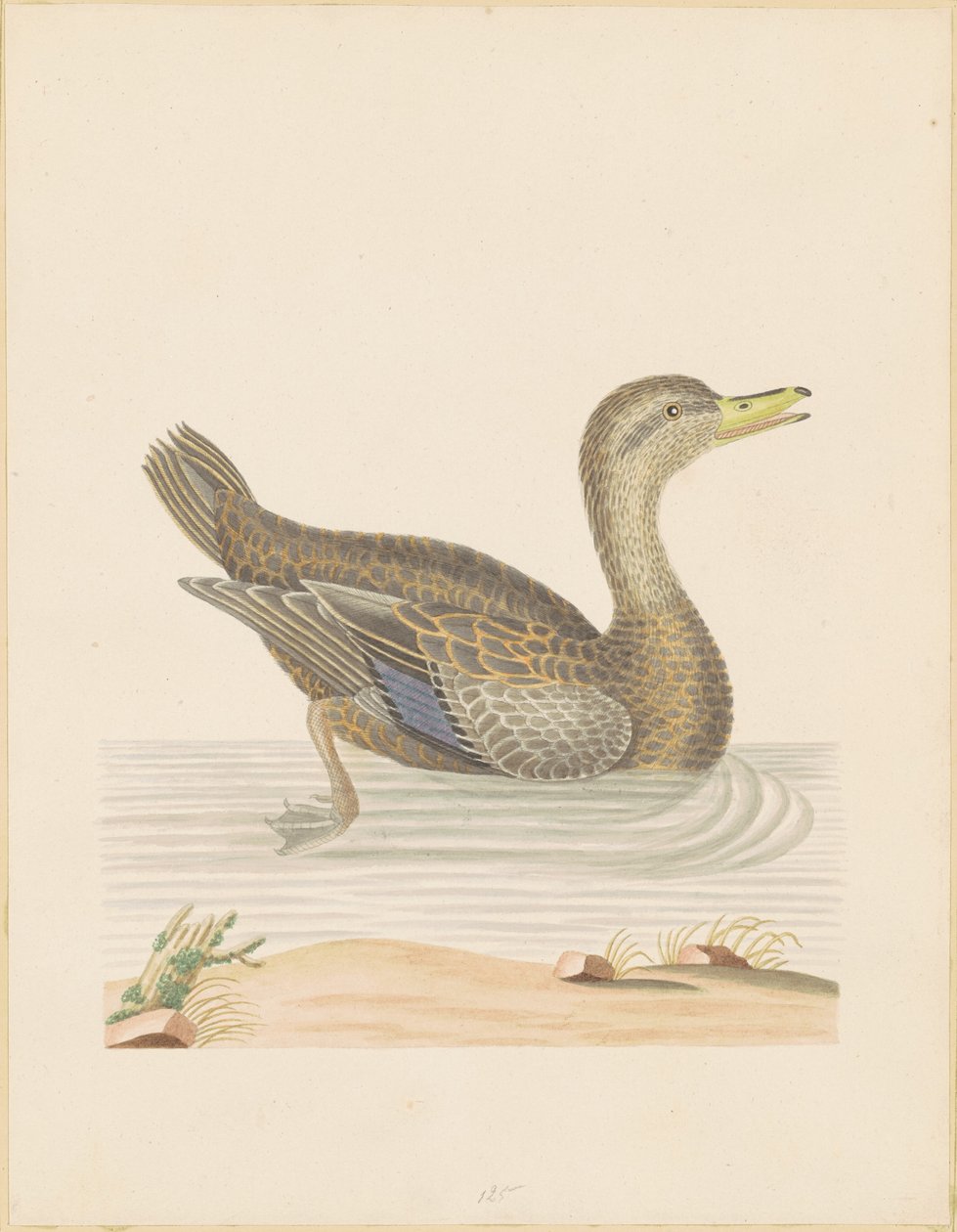 Roan Eend door John Abbot